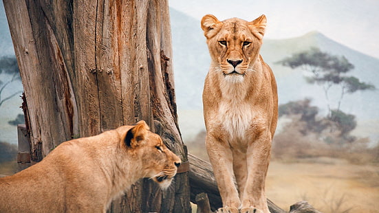 naturaleza, animales, leones, grandes felinos, Fondo de pantalla HD HD wallpaper
