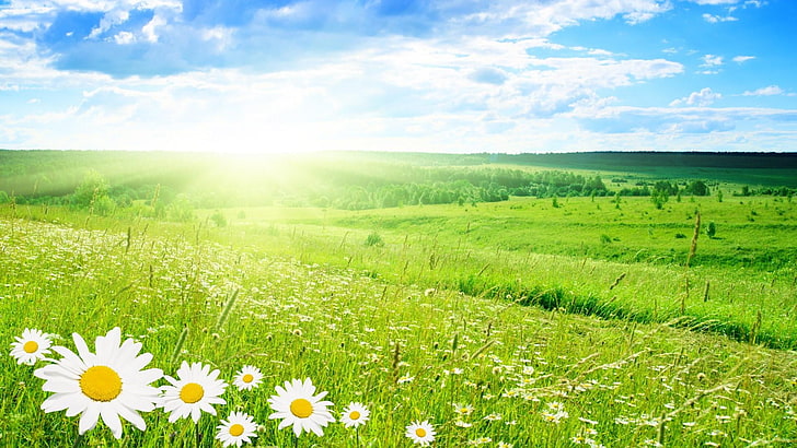 wildflower, spring, sun, sunny, morning, flowers, sunlight, plain, daytime, sunshine, grass, chamomile, meadow, sky, field, camomile, grassland, HD wallpaper