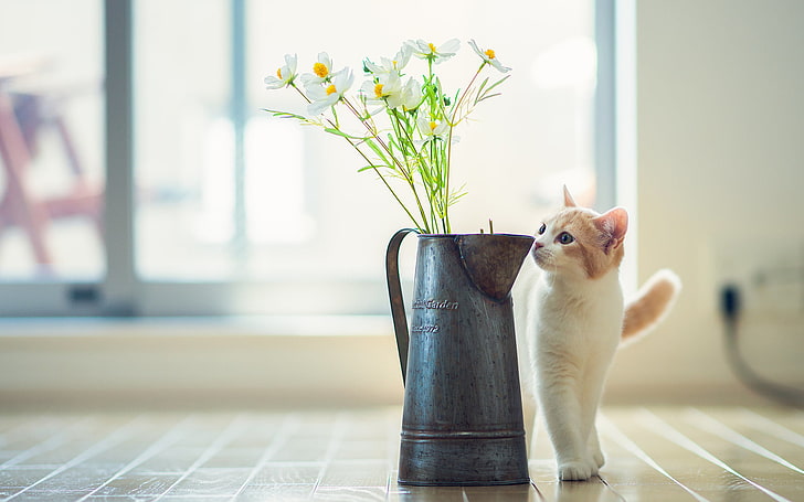 white and orange kitten, cat, flowers, © Ben Torode, Hannah, HD wallpaper