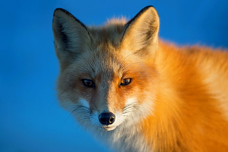 Fox, red, eyes, fox, eyes, background, portrait, red, Fox, HD wallpaper HD wallpaper