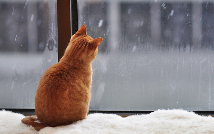 By The Window, ginger, calm, snow, window, animals, HD wallpaper