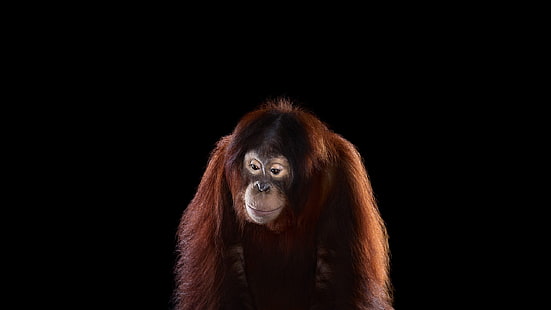 ลิงสีน้ำตาลการถ่ายภาพสัตว์เลี้ยงลูกด้วยนมลิงพื้นหลังที่เรียบง่าย, วอลล์เปเปอร์ HD HD wallpaper