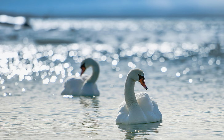 Swans In Glare Water, two white swans, Animals, Birds, water, swan, glare, HD wallpaper
