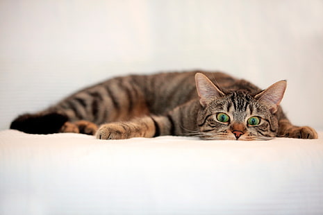 gato tigrado marrom, gato, gato malhado, olhos, surpresa, mentira, HD papel de parede HD wallpaper