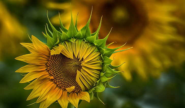 Pflanzen, Blumen, Sonnenblumen, gelbe Blumen, HD-Hintergrundbild