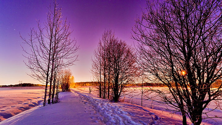 високи дървета, природа, зима, сняг, студ, слънчева светлина, HD тапет