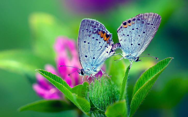 Spring nature, butterfly, green leaves, flower, Spring, Nature, Butterfly, Green, Leaves, Flower, HD wallpaper
