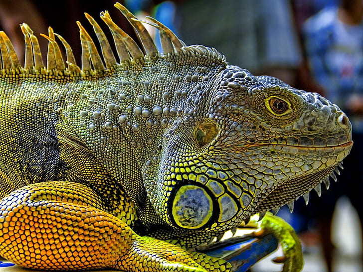 animals nature wildlife reptile iguana, HD wallpaper