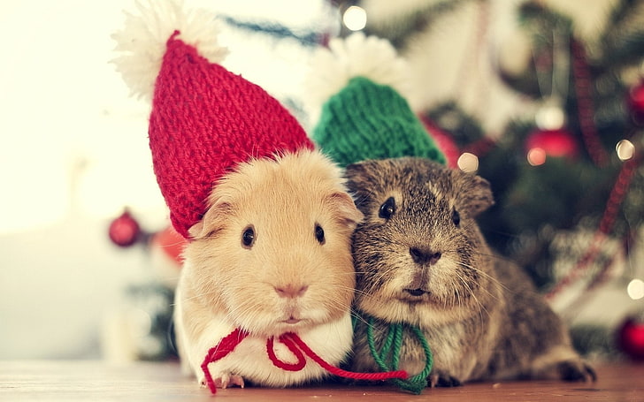 Animal, Guinea Pig, Christmas, Hat, HD wallpaper