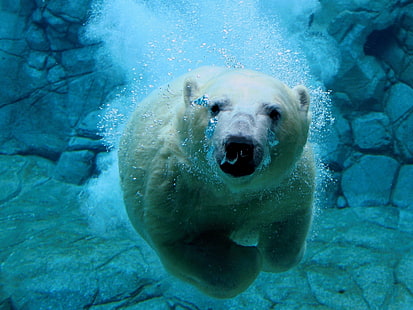 polar bear, bears, animals, nature, polar bears, sea, water, HD wallpaper HD wallpaper