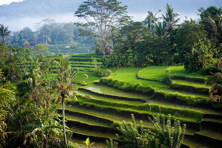 Bali, Green, Hills, Indonesia, landscape, Morning, nature, Palm Trees, photography, Rice Paddy, Shrubs, sunlight, Terraced Field, HD wallpaper