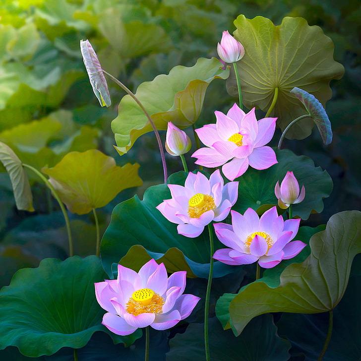 pink petaled flower, leaves, flowers, nature, treatment, art, Lotus, pink, buds, composition, HD wallpaper