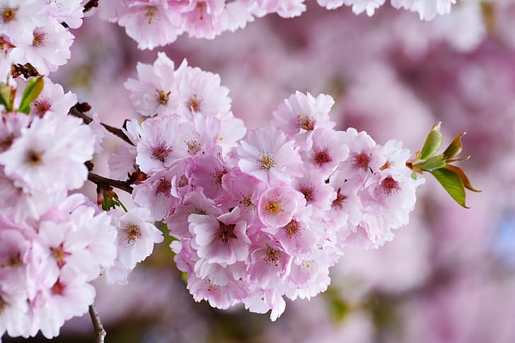 весна, цветущие деревья, розовый цветок, вишневое дерево, дерево цветет, цветущая вишня, HD обои