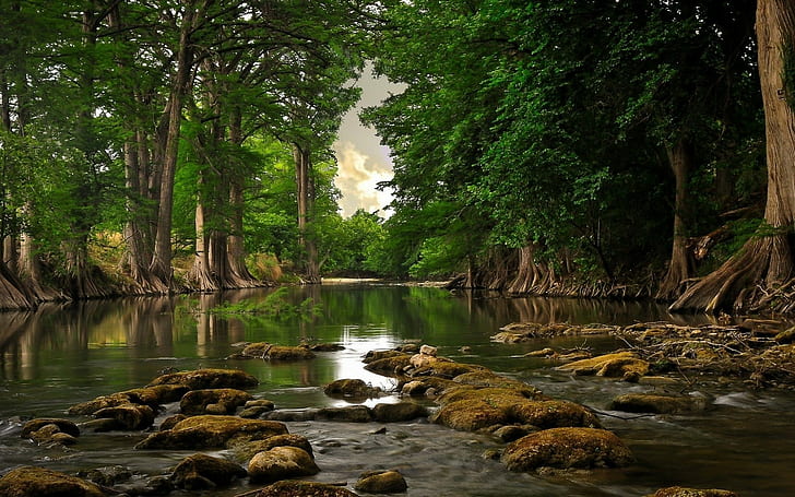 Река Горски дървета Скали Камъни HD, природа, дървета, гора, скали, камъни, река, HD тапет