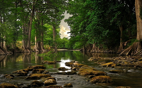 River Forest Trees Rocks Stones HD, nature, arbres, forêt, rochers, pierres, rivière, Fond d'écran HD HD wallpaper