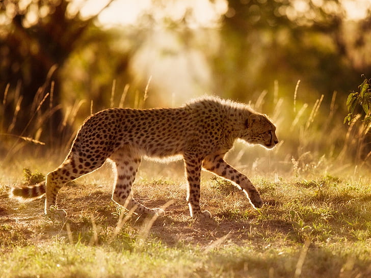 Afrika, Gepard, große Katze, Sonnenschein, brauner und schwarzer Gepard, Afrika, Gepard, groß, Katze, Sonnenschein, HD-Hintergrundbild