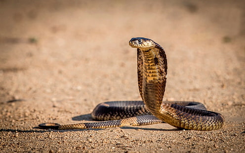 Schlange, Reptilien, Kobra, Tiere, HD-Hintergrundbild HD wallpaper