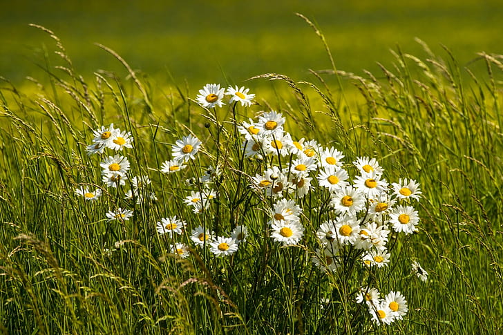 Daisies meadow, white daisy flower, daisies, grass, meadow, HD wallpaper