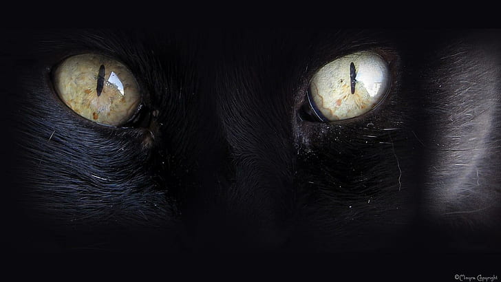 ภาพลึกของแมวของฉันโอเว่นสีดำดวงตาสัตว์สัตว์, วอลล์เปเปอร์ HD