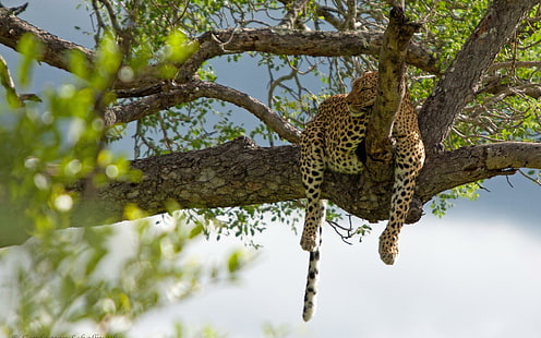 Leopard Wild Cat Predator Background Free, koty, tło, lampart, drapieżnik, dziki, Tapety HD HD wallpaper