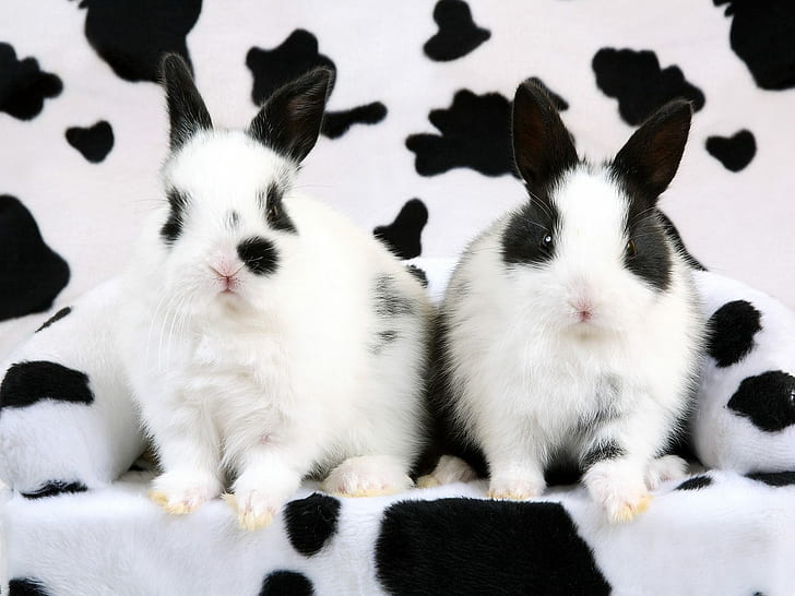 Spotted Rabbits, spotted, rabbits, HD wallpaper
