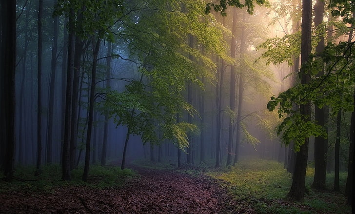 mañana, bosque, niebla, camino, árboles, rayos de sol, luz solar, naturaleza, paisaje, camino de tierra, Fondo de pantalla HD