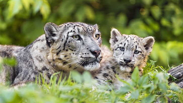 cub, wildlife, terrestrial animal, mammal, snow leopard, baby, big cats, grass, whiskers, HD wallpaper