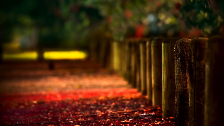 nature, depth of field, fence, leaves, HD wallpaper