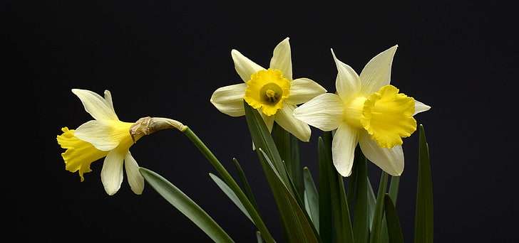 水仙、水仙、花、春の前触れ、水仙pseudonarcissus、自然、春、春の花、黄色、 HDデスクトップの壁紙