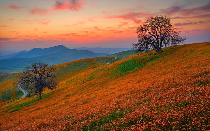 花の丘、丘、花、夕日、 HDデスクトップの壁紙