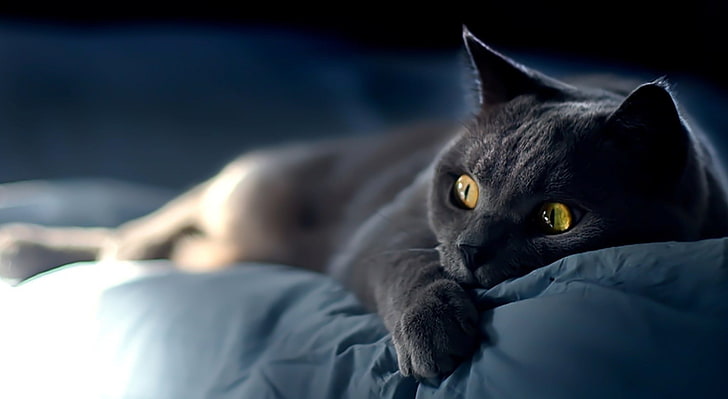 قطة حالمة ، قطة سوداء على سرير أزرق ، حيوانات ، حيوانات أليفة ، حالمة ، حيوان ، لطيف ، قصير الشعر البريطاني، خلفية HD