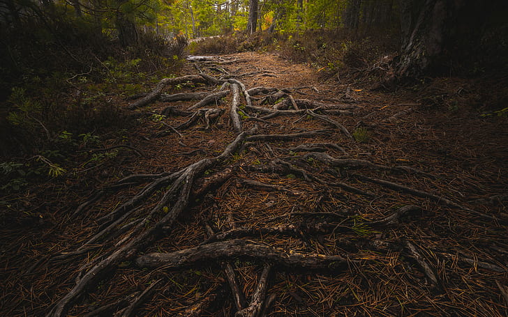 nature, roots, forest, path, pine trees, plants, brown, HD wallpaper