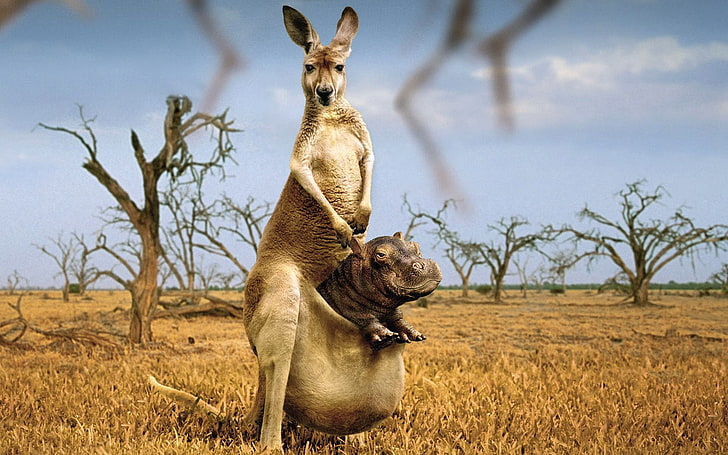 Känguru mit dem Nilpferd, das Tapete, Kängurus, Flusspferde, Platinum Conception Wallpapers, Photoshop grafisch darstellt, HD-Hintergrundbild