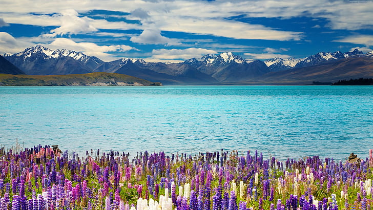 4k, flor, lago Tekapo, Nueva Zelanda, montañas, Fondo de pantalla HD