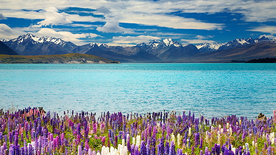 4k, fiore, lago Tekapo, Nuova Zelanda, montagne, Sfondo HD HD wallpaper