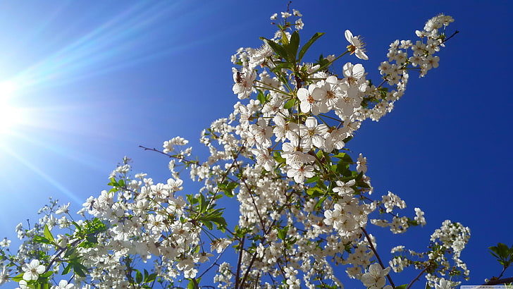 azul, cielo, flor, rama, árbol, primavera, flora, flor, planta, durante el día, flor de cerezo, ramita, rayo de sol, sol, luz solar, floreciente, Fondo de pantalla HD