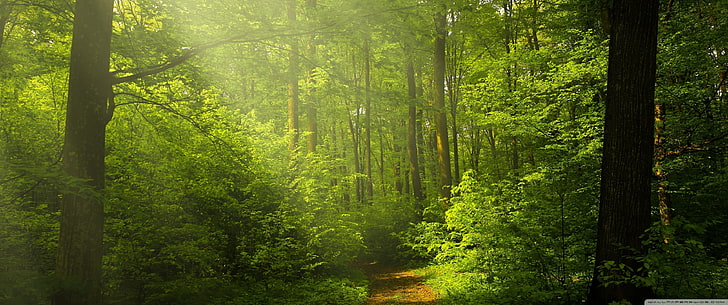 nature, forest, landscape, green, leaves, HD wallpaper