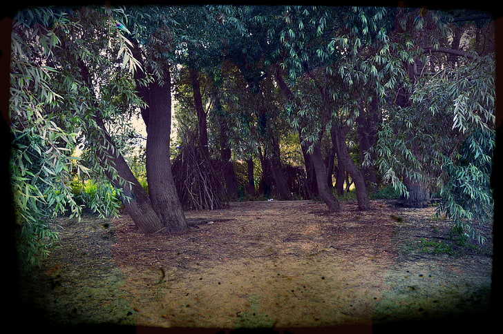 brązowy obraz w ramie drewnianej przedstawiający drzewa, przyroda, stare, fotomanipulacja, ziemia, rośliny, winieta, Tapety HD