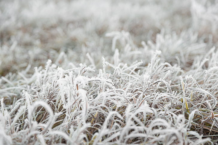 nature, fall, grass, cold, frost, ground, macro, HD wallpaper
