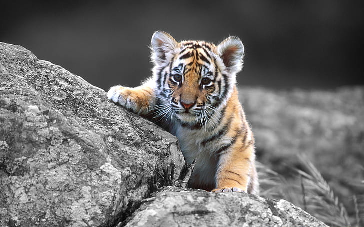 Tiger Cub Tiger Cub Colorsplash HD, животни, тигър, малки, цветове, HD тапет