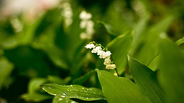 white lily of the valley flowers, muguet, flowers, nature, forest, greens, rarity, HD wallpaper