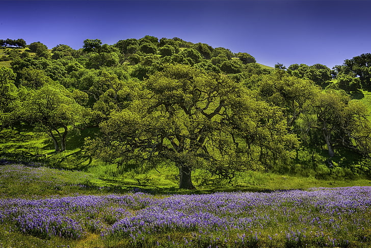 trees and flowers, trees, grass, flowers, lupine, HD wallpaper