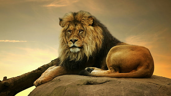 singa, margasatwa, mamalia, hewan darat, kucing besar, surai, kumis, Wallpaper HD HD wallpaper