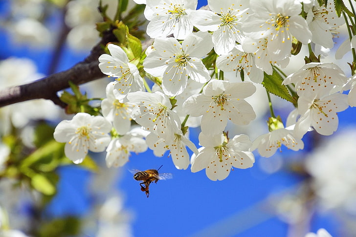 Insects, Bee, Blossom, Flower, Insect, Nature, Spring, White Flower, HD wallpaper