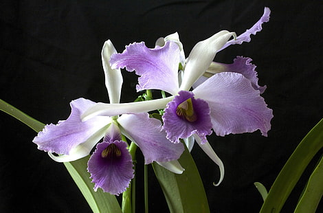Tres orquídeas moradas, orquídeas, flores, exóticas, primer plano, fondo negro, Fondo de pantalla HD HD wallpaper
