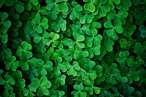 green leafed plant, green clover plants, plants, macro, green, clovers, HD wallpaper HD wallpaper