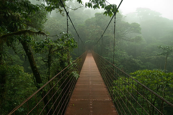 деревья, коста-рика, туман, дождь, джунгли, мост, природа, HD обои
