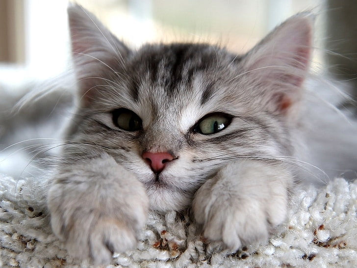 gray and black tabby kitten, kitten, muzzle, paws, cute, eyes, fluffy lie, HD wallpaper