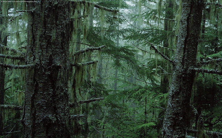 naturaleza, árboles, musgo, bosque, Fondo de pantalla HD