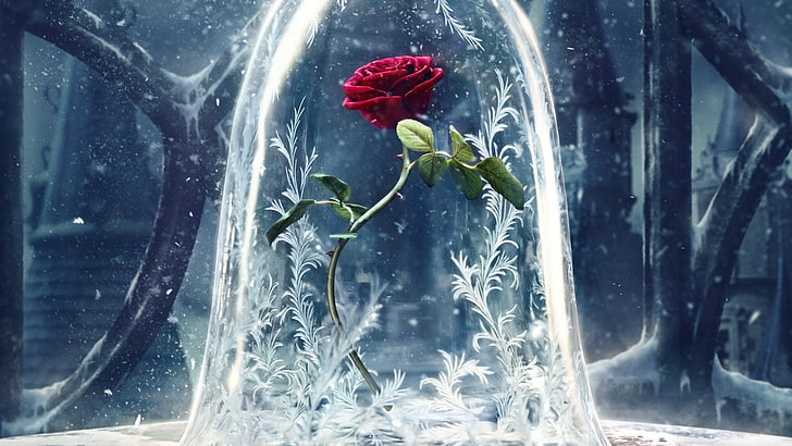 ภาพยนตร์ Beauty And The Beast (2017), Flower, Red Rose, Rose, วอลล์เปเปอร์ HD